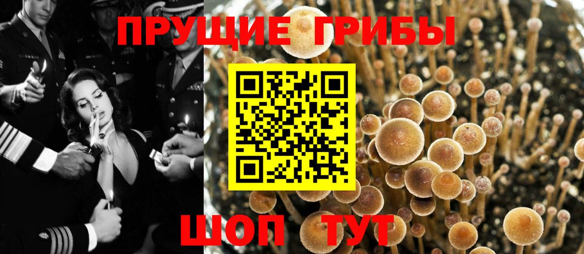 Алатырь  Псилоцибиновые грибы Magic Shrooms  Вход с VPN  Псилоцибиновые грибы Psilocybine cubensis 